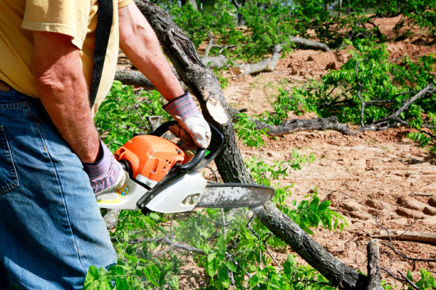 Best Commercial Tree Services  in , MA